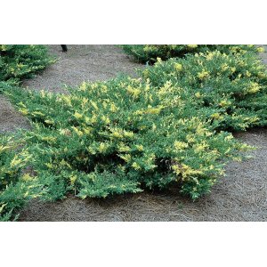 Borievka čínska (Juniperus chinensis) ´PLUMOSA AUREOVARIEGATA´ - výška 25-30cm, kont. C2L